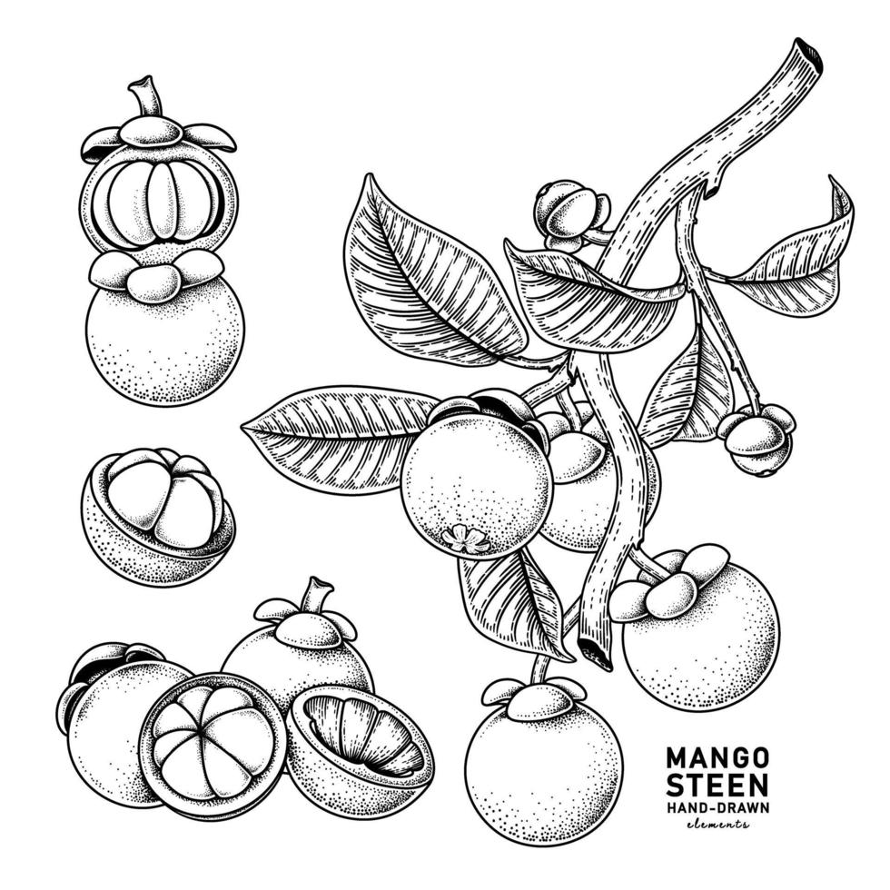 insieme dell'illustrazione botanica degli elementi disegnati a mano della frutta del mangostano vettore