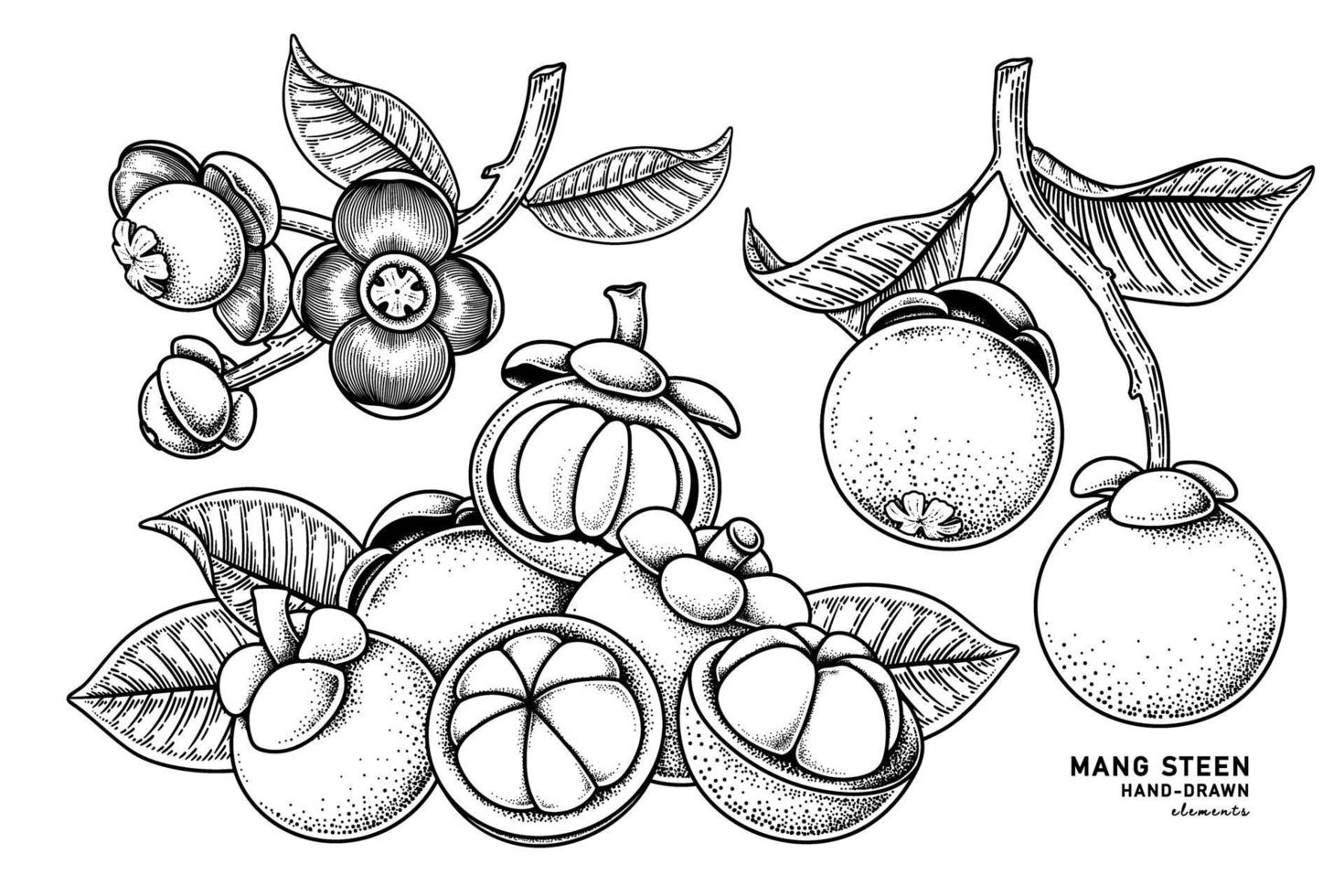 insieme dell'illustrazione botanica degli elementi disegnati a mano della frutta del mangostano vettore