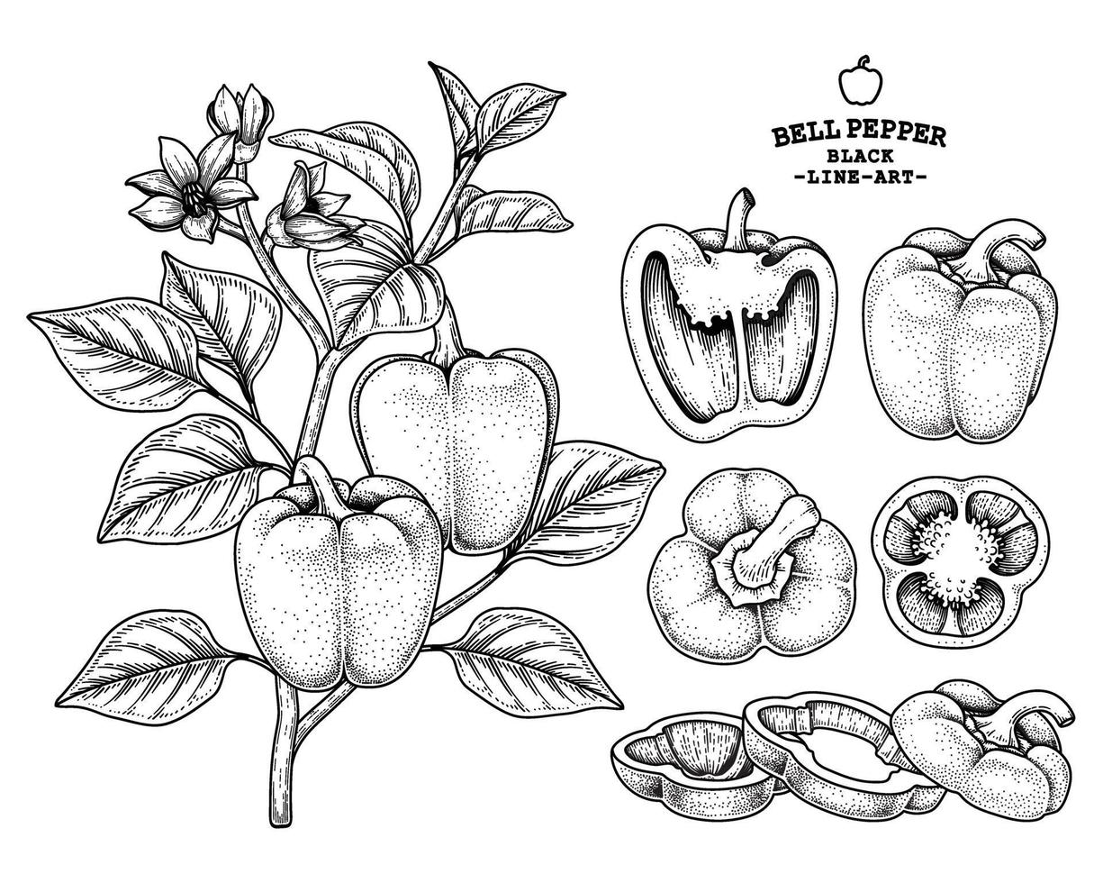 set di illustrazione botanica di elementi disegnati a mano di peperone vettore