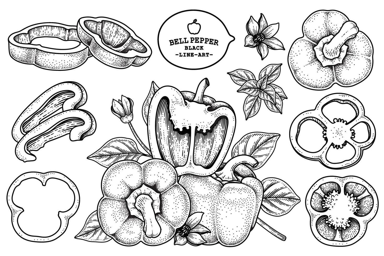 set di illustrazione botanica di elementi disegnati a mano di peperone vettore