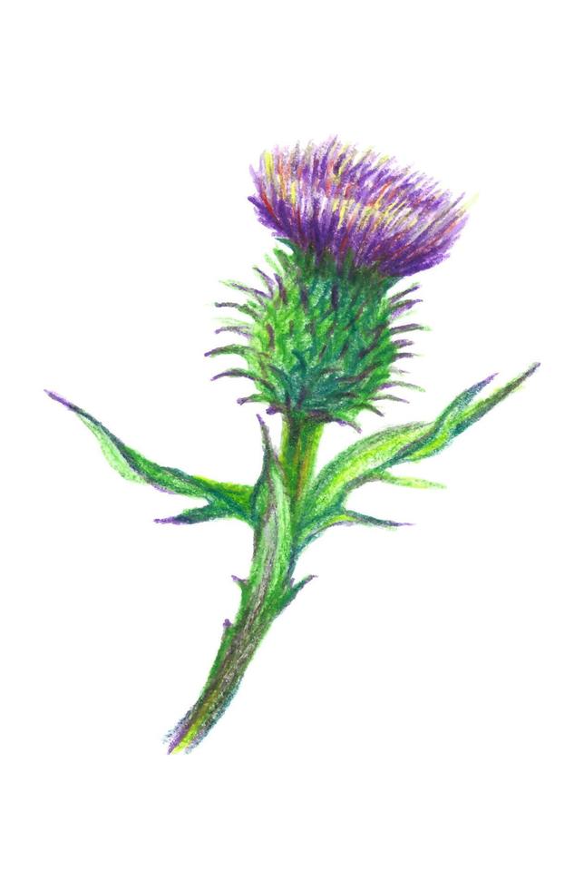 mano disegnato illustrazione di un' cardo fiore. bardana disegnato con colorato matite isolato su bianca. vettore botanico illustrazione.