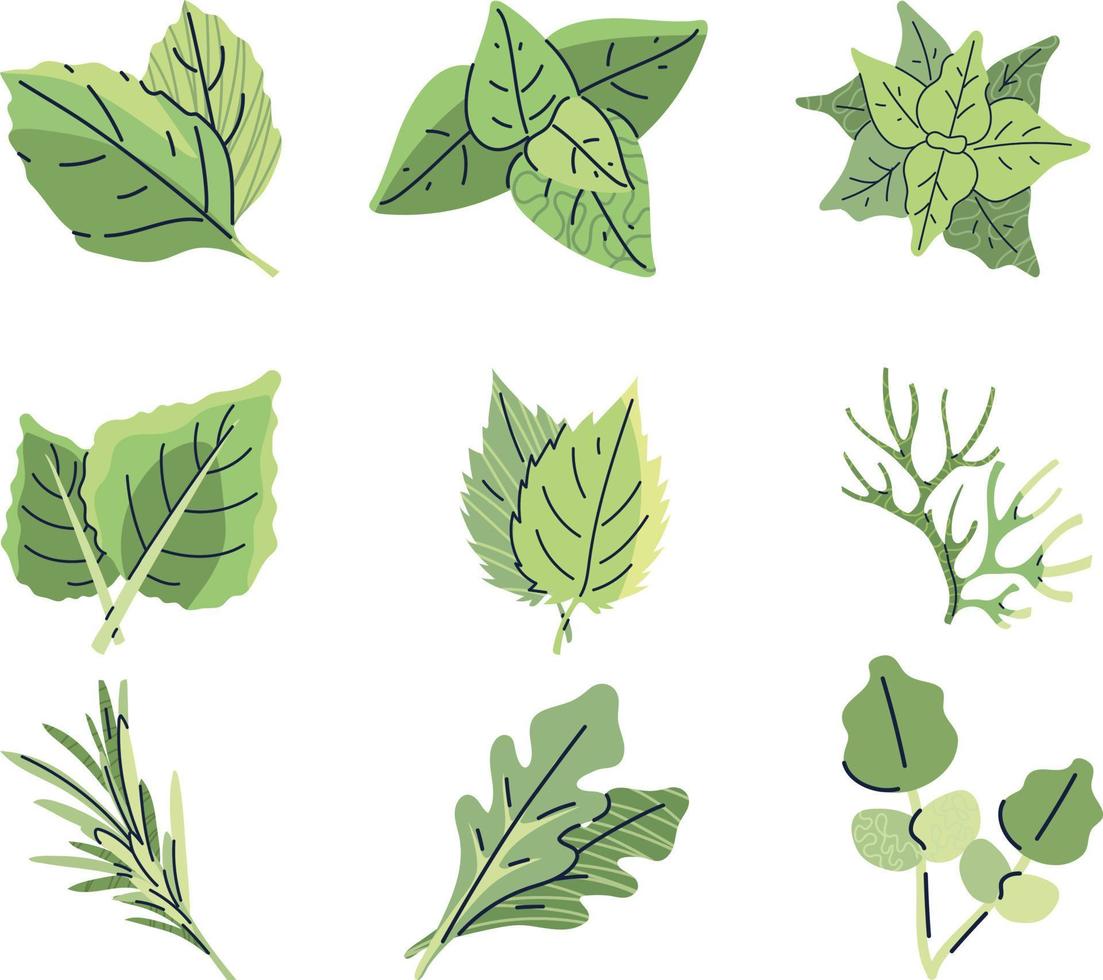 impostato di verde le foglie .impostare di mano disegnato erbe aromatiche e spezie. vettore illustrazione nel schizzo stile.