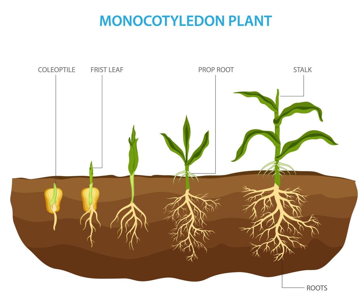 monocotiledone impianti, anche conosciuto come monocotiledoni, siamo un' genere di fioritura pianta avendo un' singolo embrionale foglia vettore