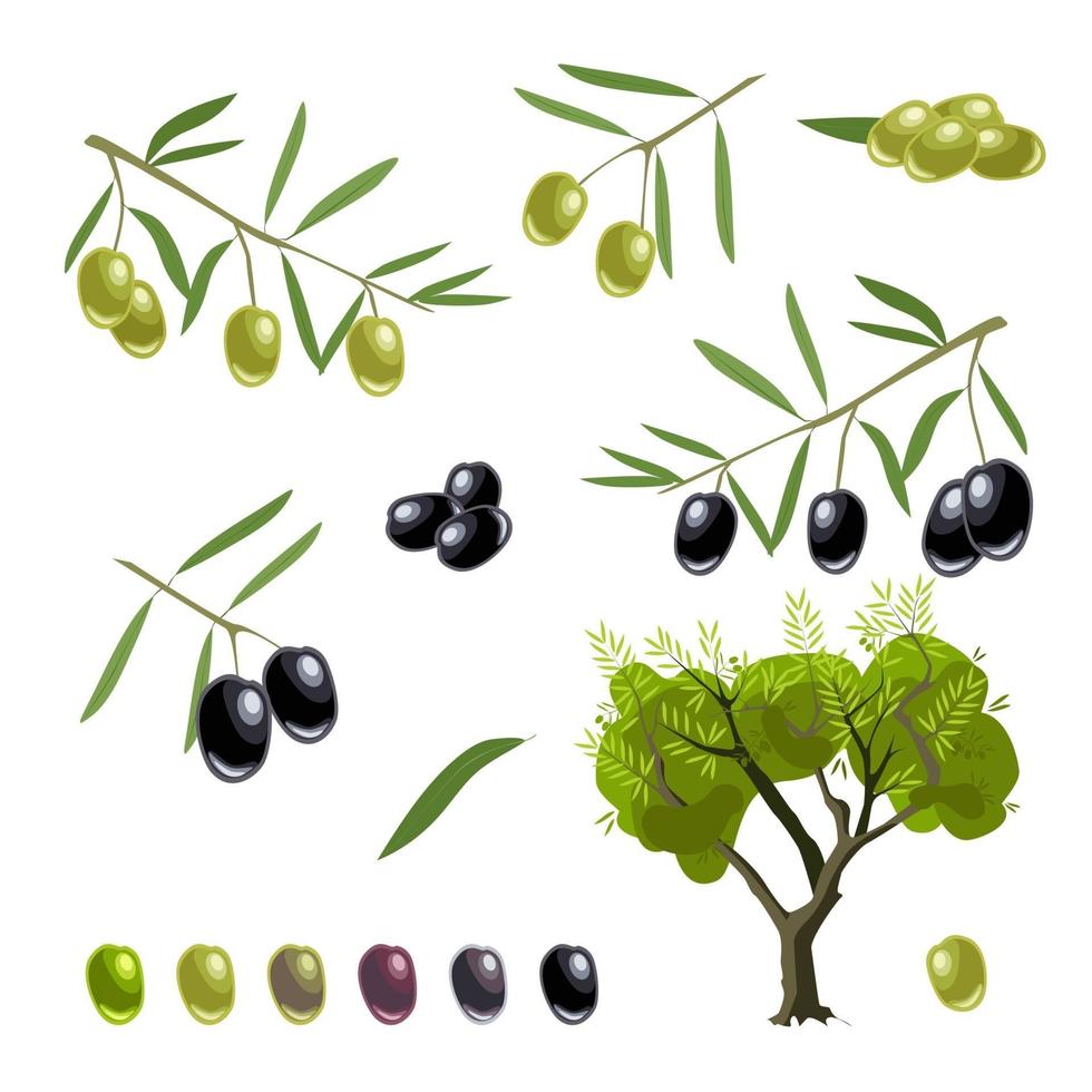 set vettoriale di ramoscelli con olive verdi e nere