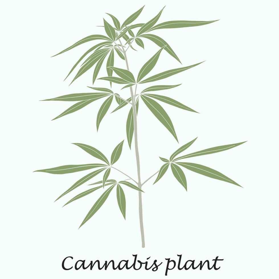 semplicità pianta di cannabis disegno a mano libera design piatto. vettore