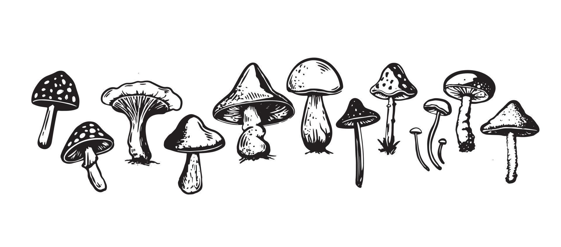 funghi impostato mano disegnato illustrazioni, vettore. vettore