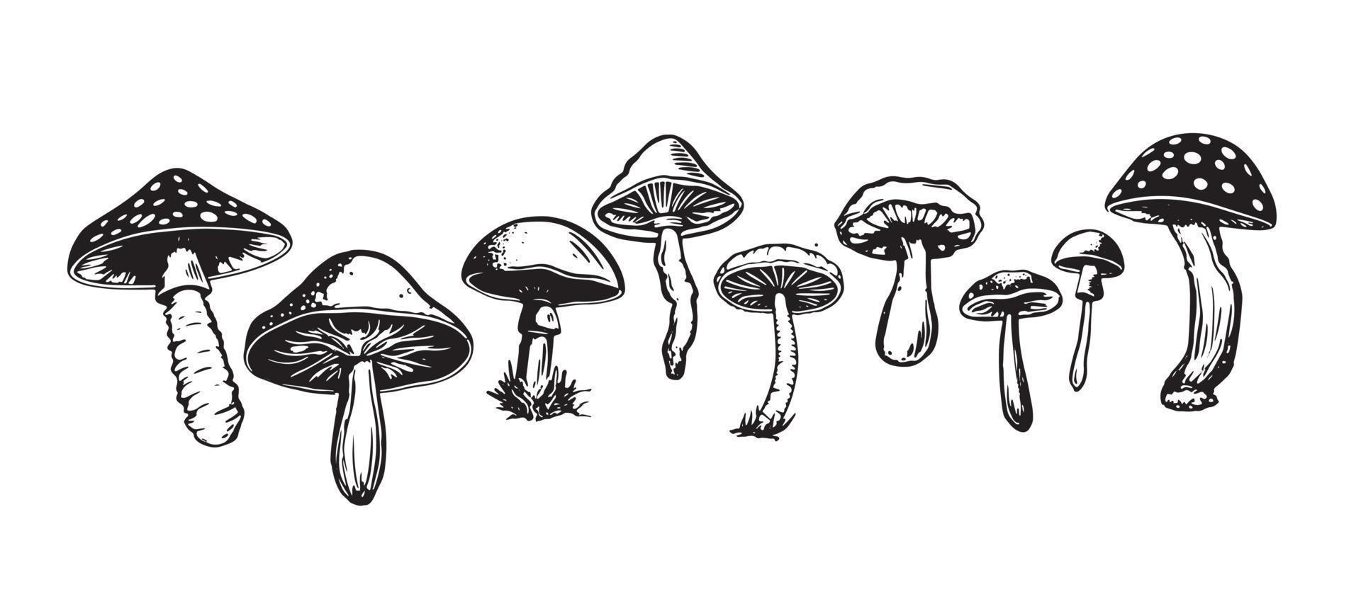 funghi impostato mano disegnato illustrazioni, vettore. vettore