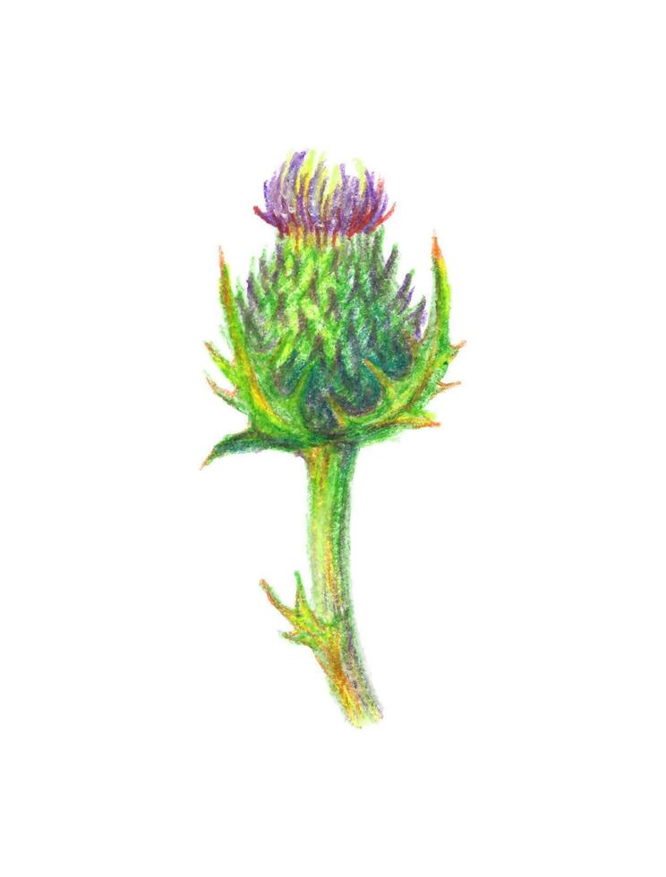 mano disegnato illustrazione di un' cardo fiore. bardana disegnato con colorato matite isolato su bianca. vettore botanico illustrazione.