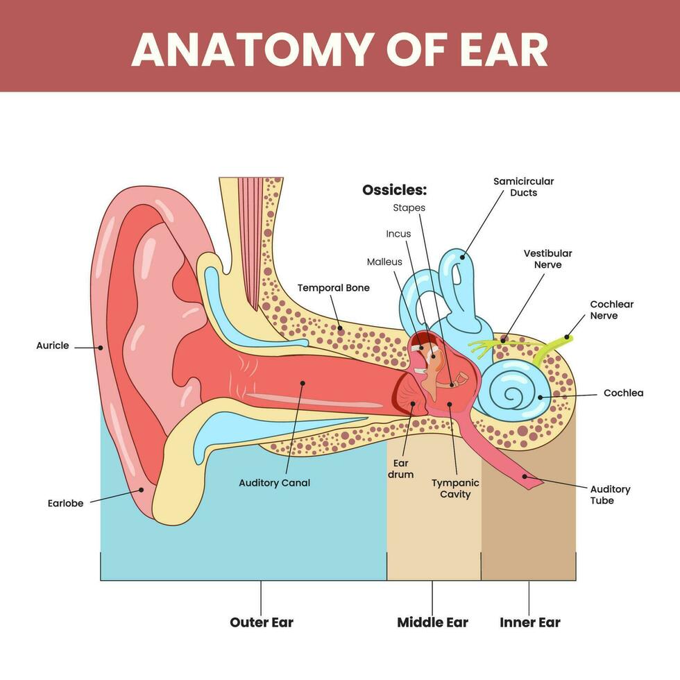anatomia di orecchio Infografica colorato sfondo. vettore