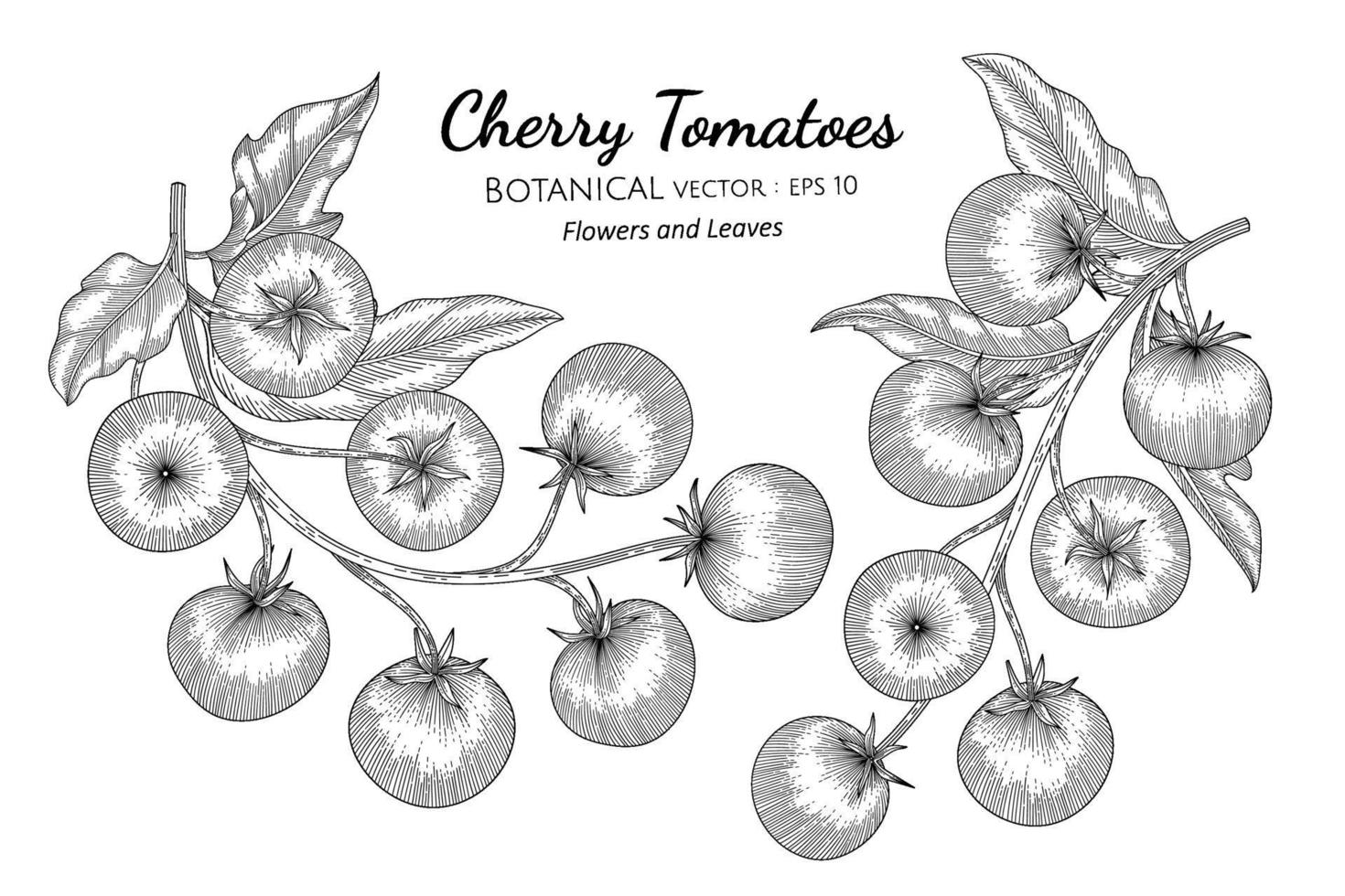 illustrazione botanica disegnata a mano di pomodoro ciliegino con disegni al tratto su sfondi bianchi. vettore