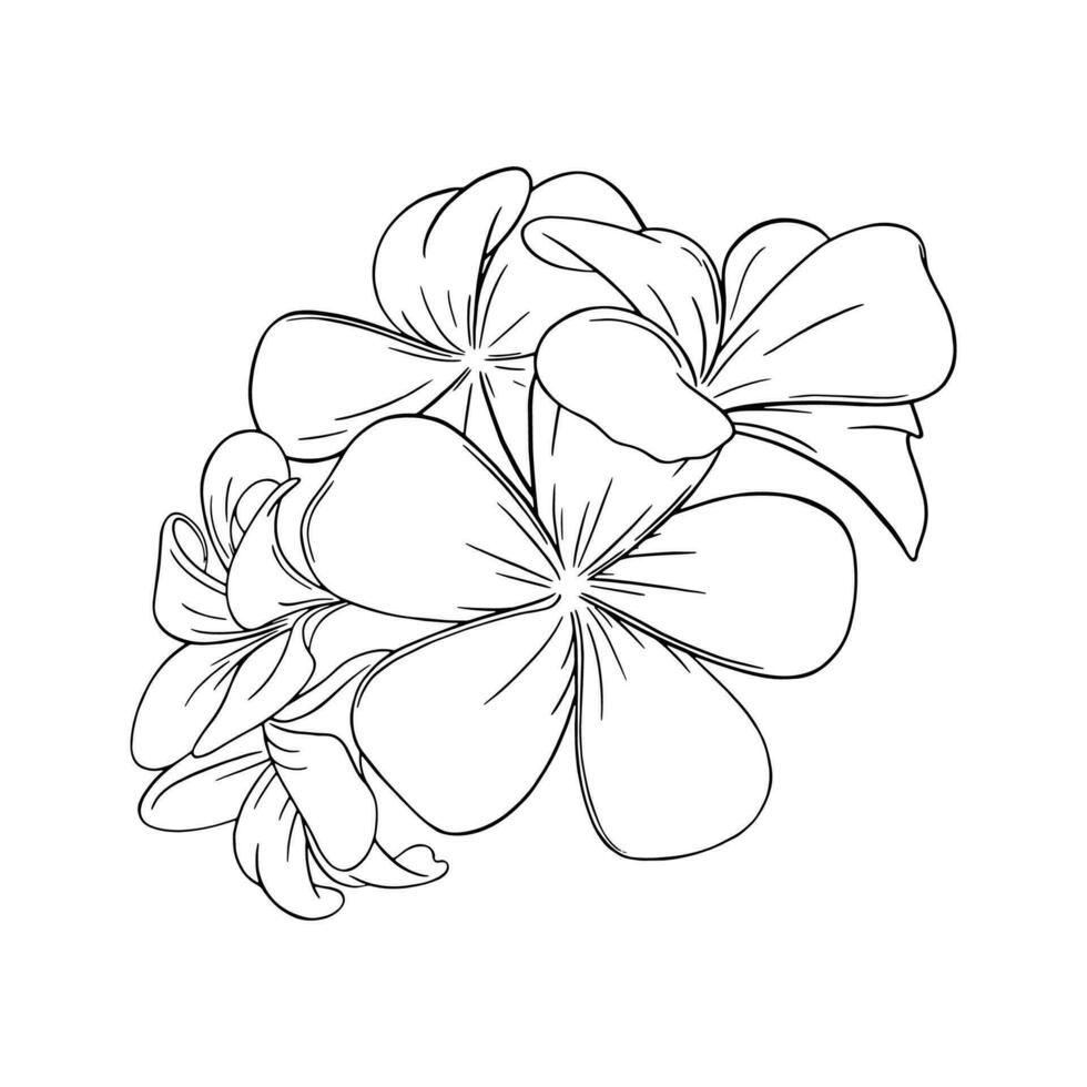 frangipani o plumeria tropicale fiore. inciso hawaiano frangipani isolato nel bianca sfondo. vettore illustrazione