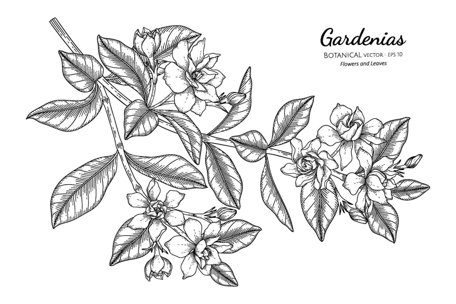 illustrazione botanica disegnata a mano di fiori e foglie di gardenie con disegni al tratto. vettore