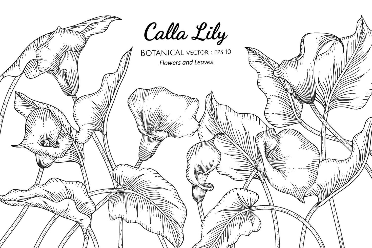 illustrazione botanica disegnata a mano del fiore e della foglia del giglio di calla con la linea arte su sfondi bianchi. vettore