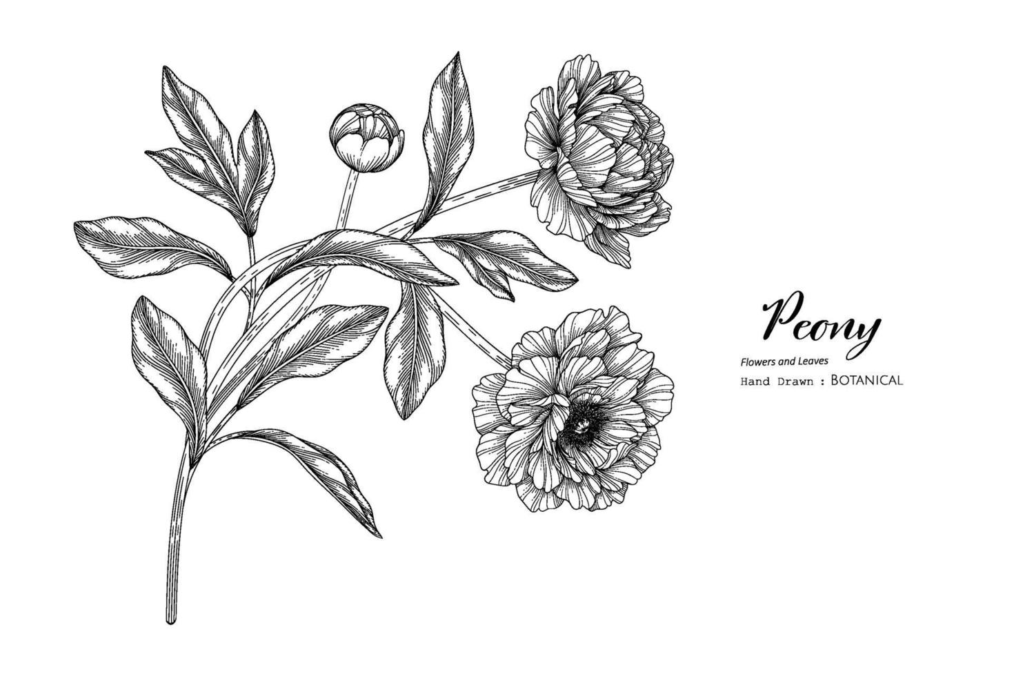 illustrazione botanica disegnata a mano di fiore e foglia di peonia con disegni al tratto. vettore