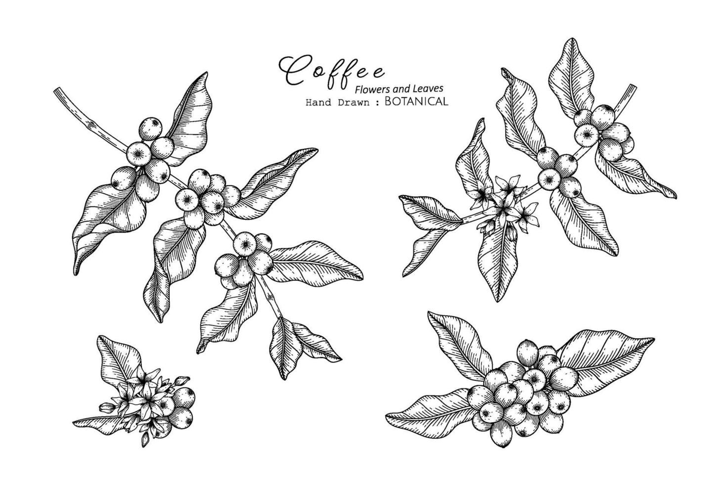 illustrazione botanica disegnata a mano del fiore e della foglia del caffè con la linea arte. vettore