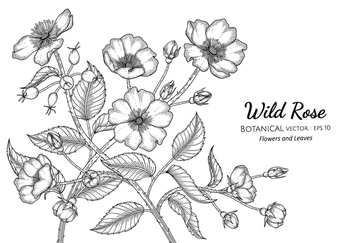 illustrazione botanica disegnata a mano del fiore e della foglia della rosa selvatica con disegni al tratto su sfondi bianchi. vettore