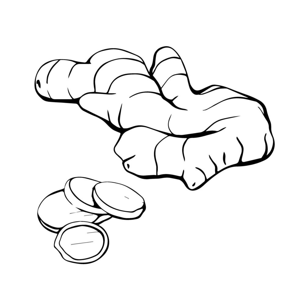 zenzero isolato su uno sfondo bianco. radice di zenzero disegnata a mano. prodotti per innalzare il sistema immunitario. dieta sana. illustrazione vettoriale in stile doodle.