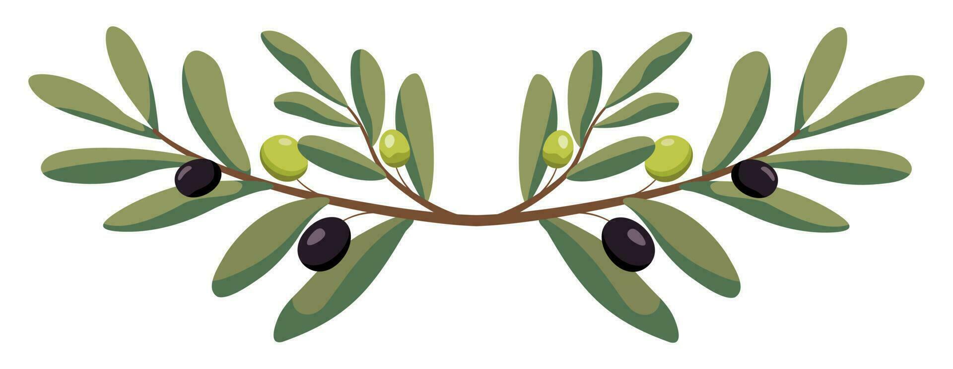 oliva albero rami con verde olive telaio. vettore illustrazione nel di moda verde colori. isolato su bianca sfondo. design per agricoltori mercato decorazione, cibo etichette, striscioni, adesivi.