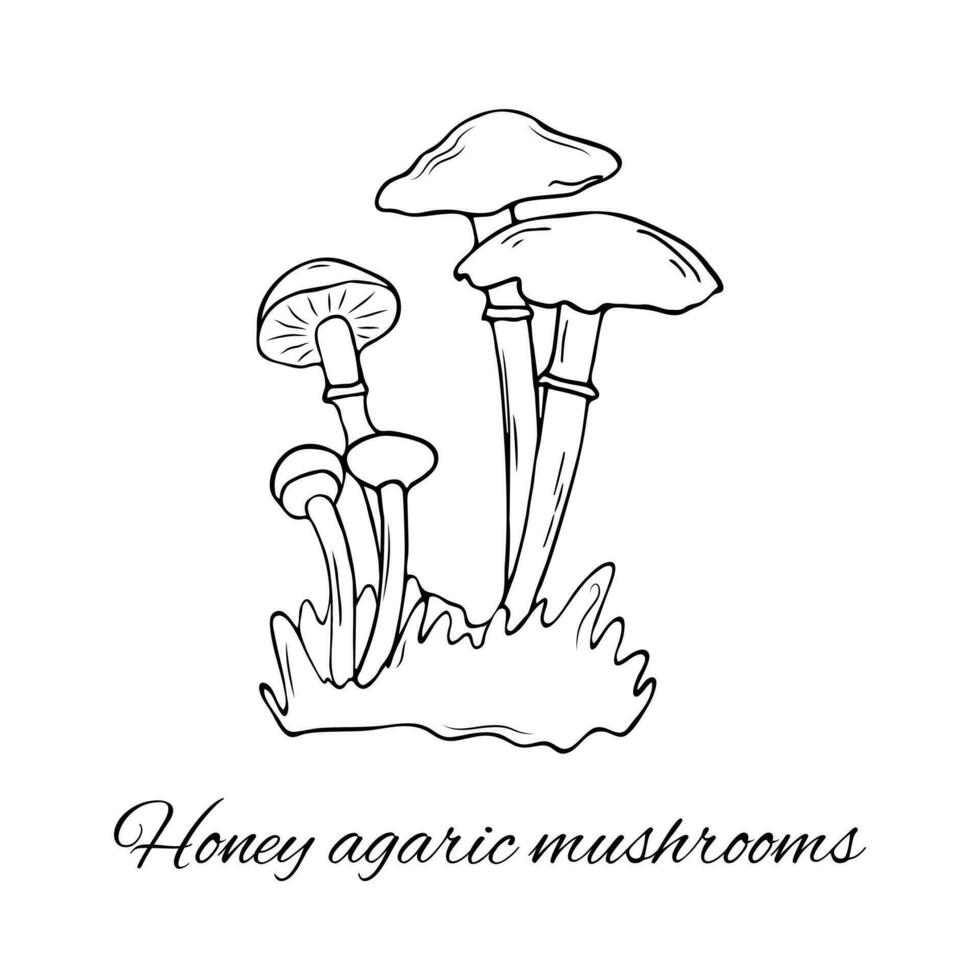 mano disegnato miele agarico funghi vettore