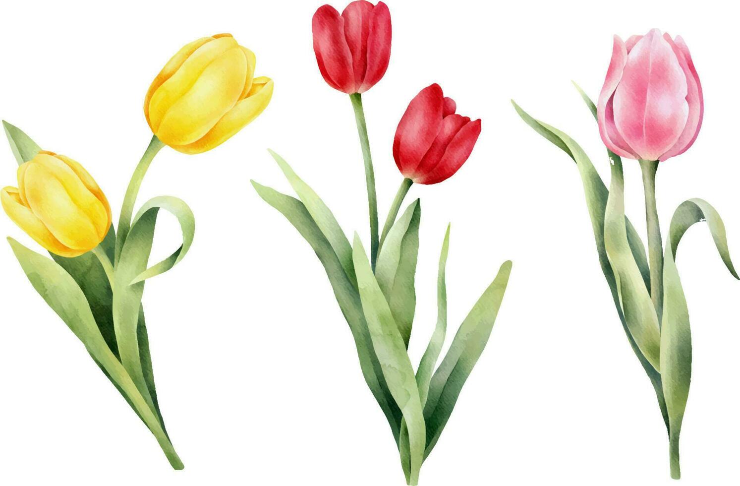 impostato di acquerello tulipani con verde foglia. mano disegnato acquerello illustrazione vettore
