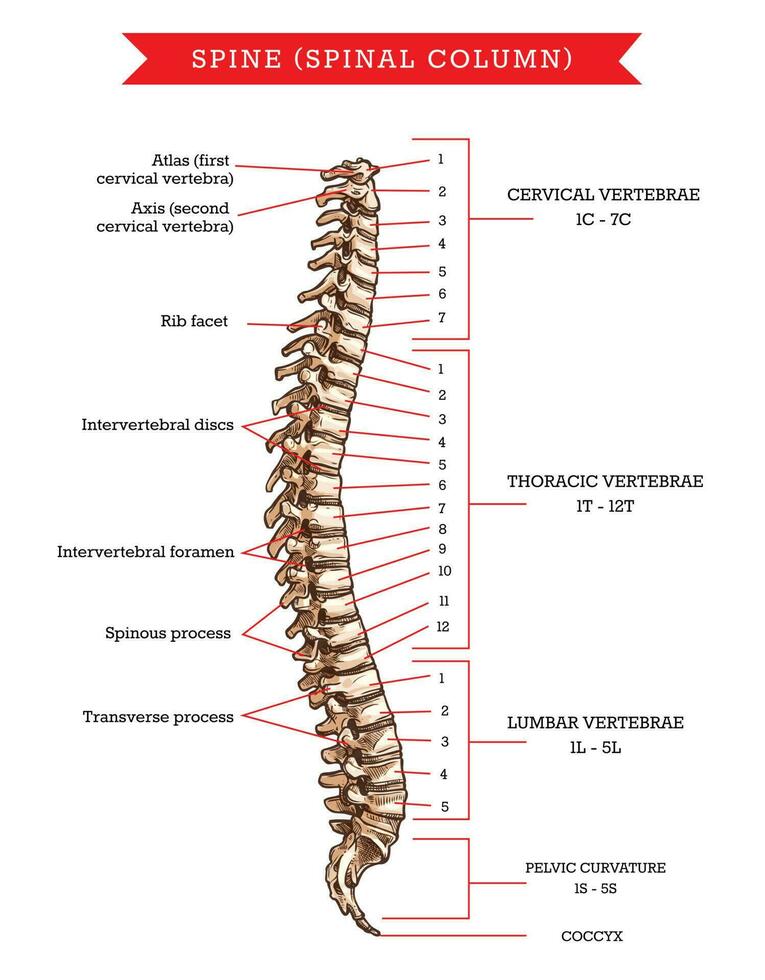 colonna vertebrale ossatura anatomia, vettore schizzo di spina dorsale