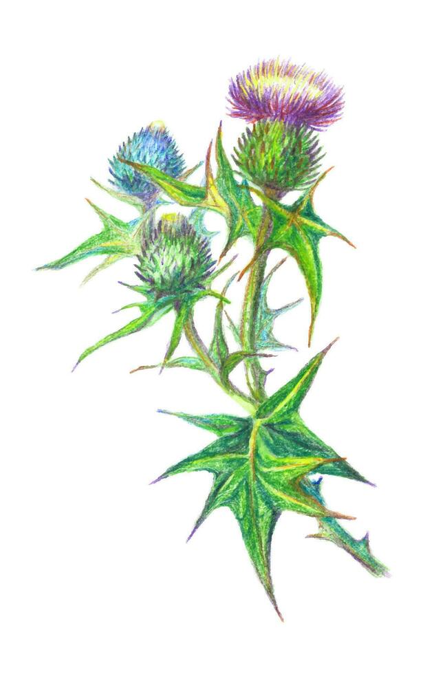 mano disegnato illustrazione di un' cardo fiore. bardana disegnato con colorato matite isolato su bianca. vettore botanico illustrazione.