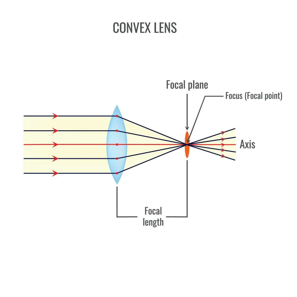 convesso lente vettore illustrazione diagrammi