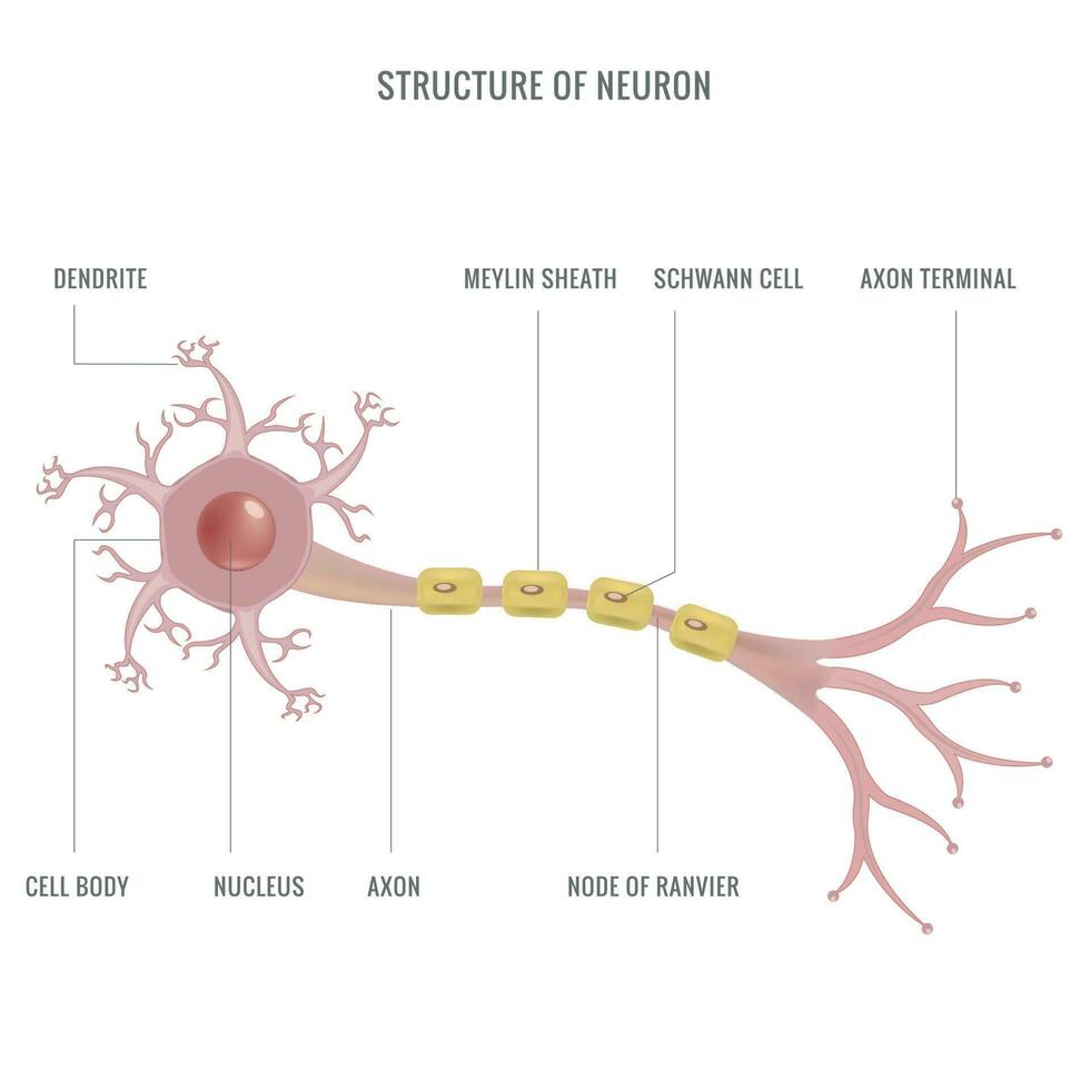neurone anatomia o neurone struttura nervo cellula vettore illustrazione