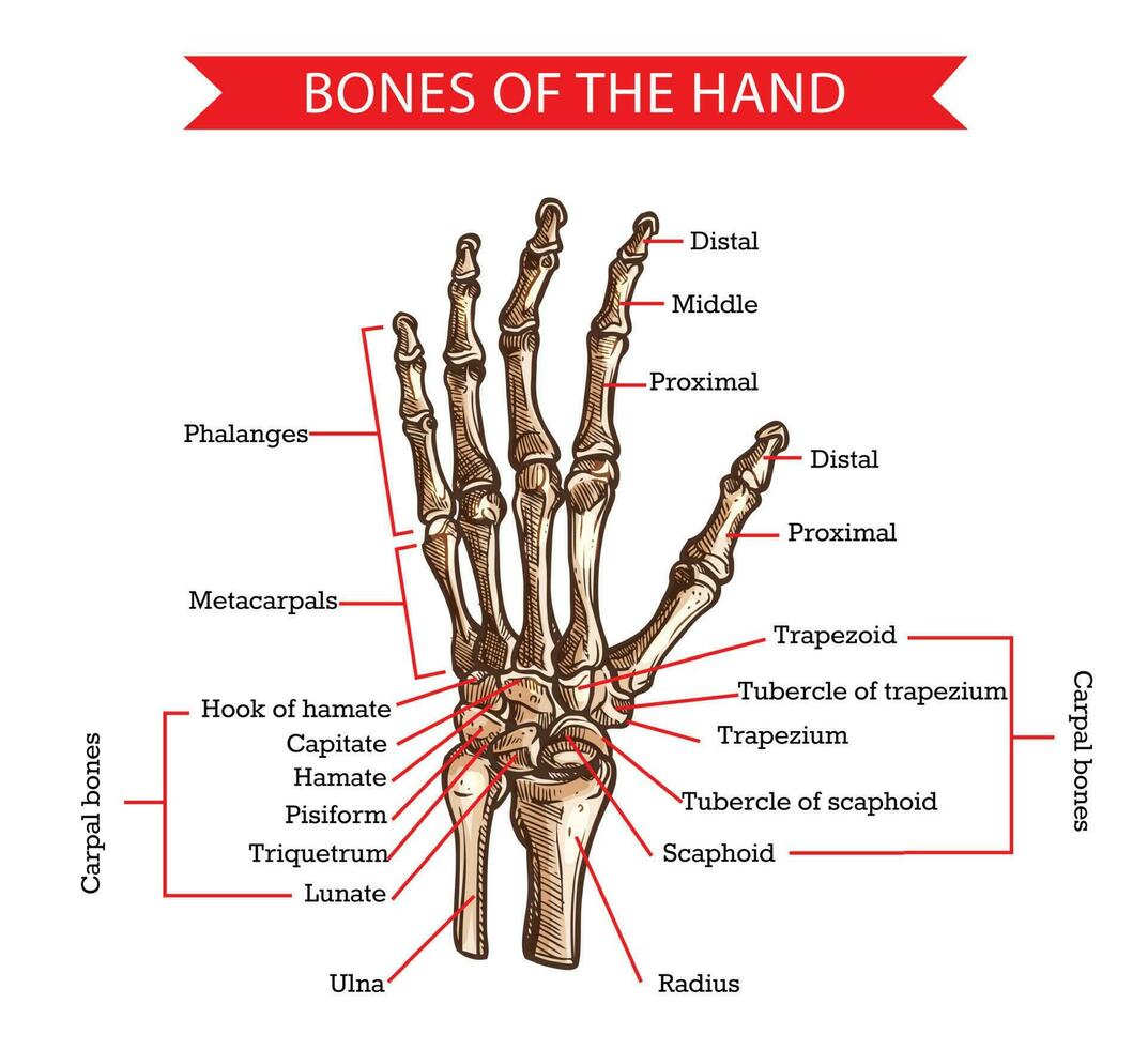 mano e polso ossa, umano anatomia vettore schizzo