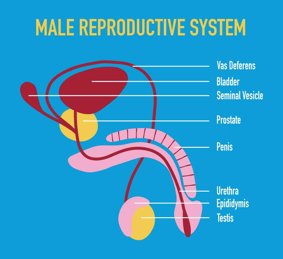 illustrazione di maschio umano riproduttore sistema vettore