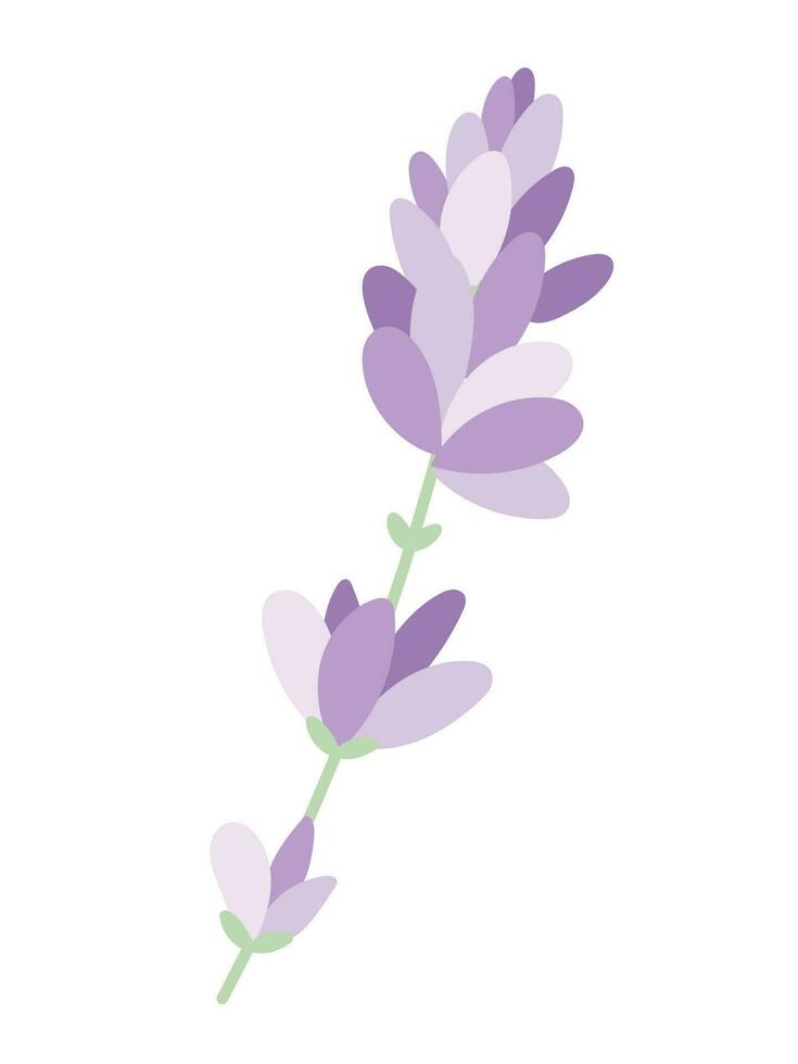 ramo di viola campo lavanda. vettore tenero isolato piatto illustrazione di un' fiore con petali.