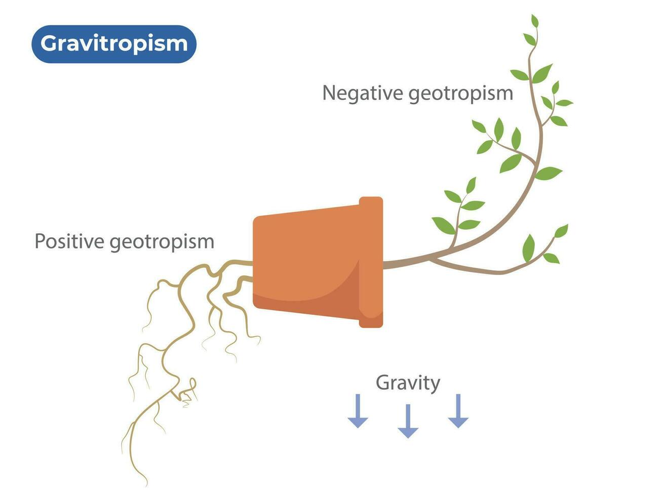 gravitropismo. geotropismo. il pianta differenziale crescita nel risposta per gravità vettore