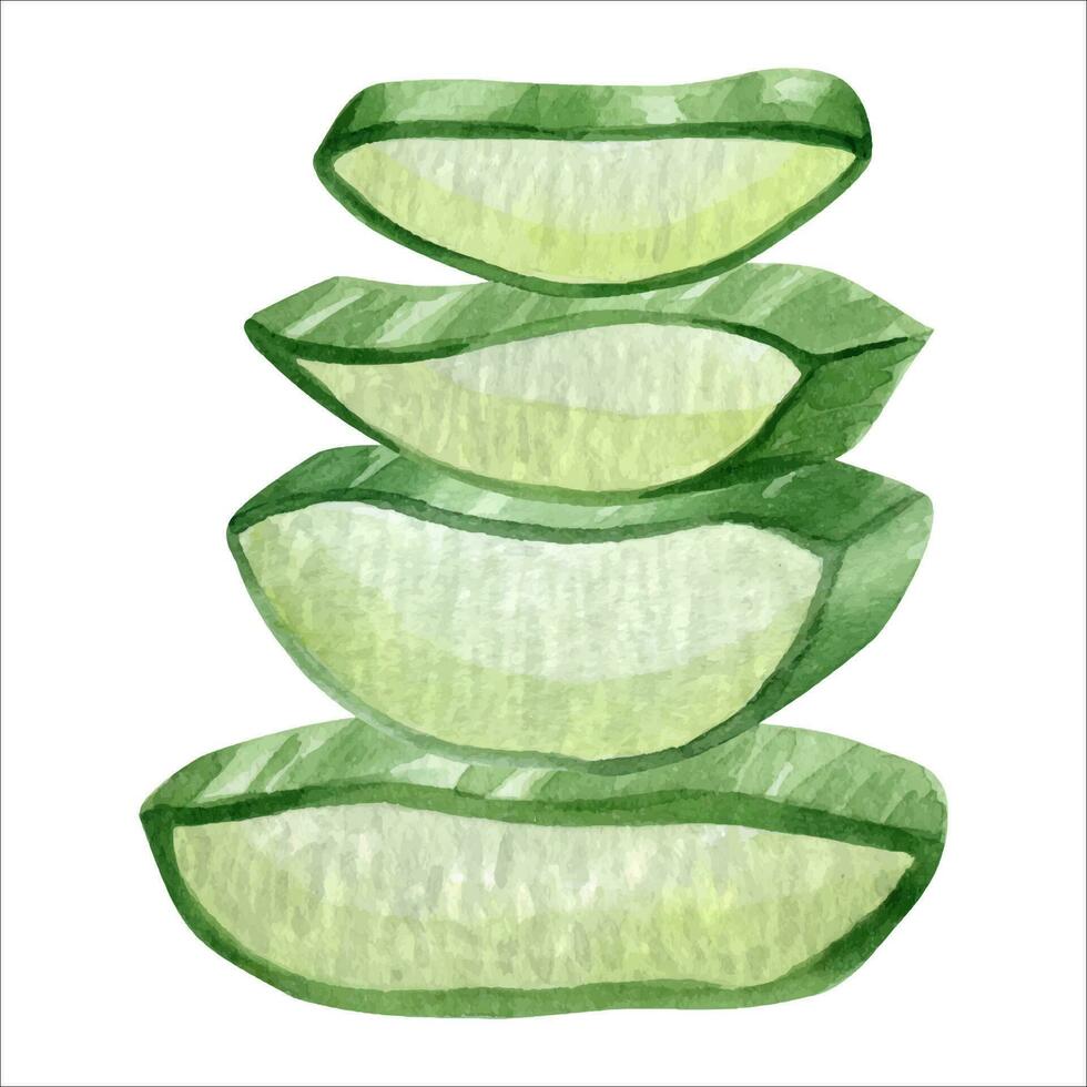 aloe Vera pianta. fette polpa di succulento aloe. acquerello illustrazione, disegnato a mano. isolato su bianca sfondo. per confezione cosmetici, involucro carta, carte vettore