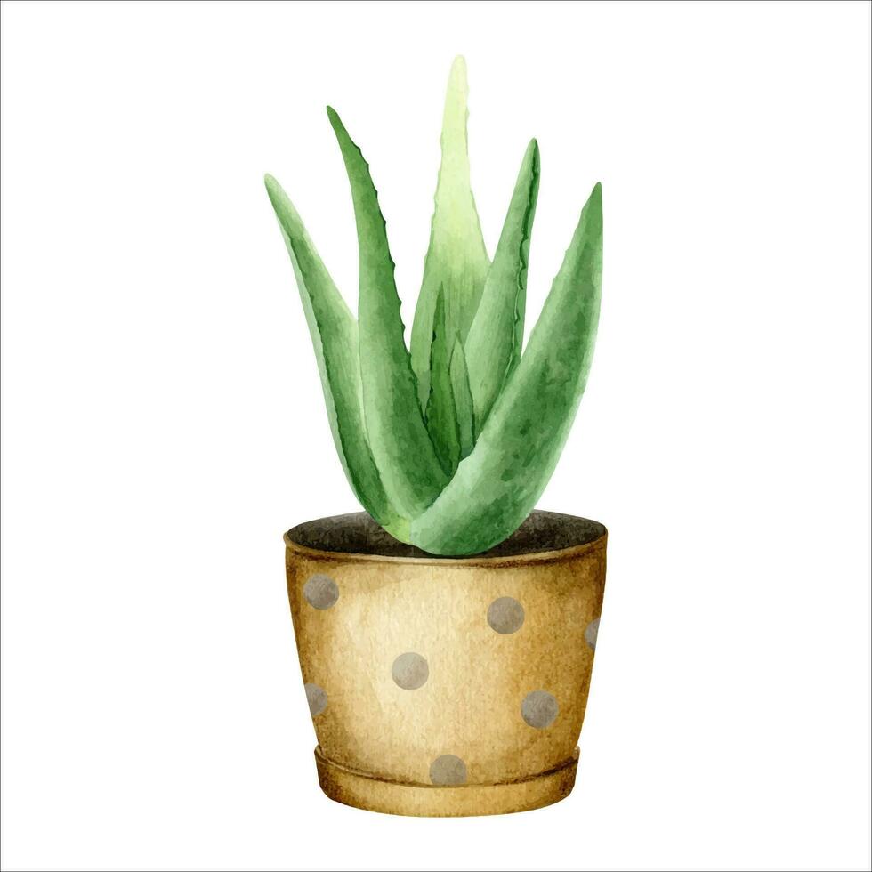 aloe Vera pianta nel pentola. interno pianta succulento. acquerello illustrazione, disegnato a mano. isolato su un' bianca sfondo. per confezione cosmetici, involucro carta, carte vettore