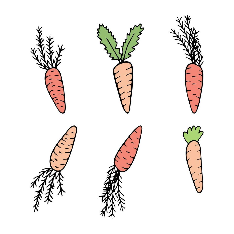 mano disegnato carota scarabocchio per estate e primavera design vettore