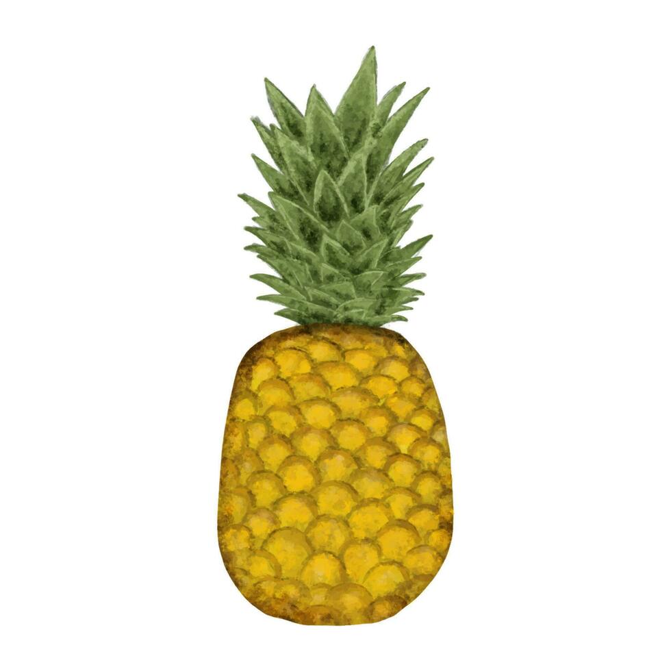 acquerello illustrazione di ananas fette e ananas su un' bianca sfondo. vettore