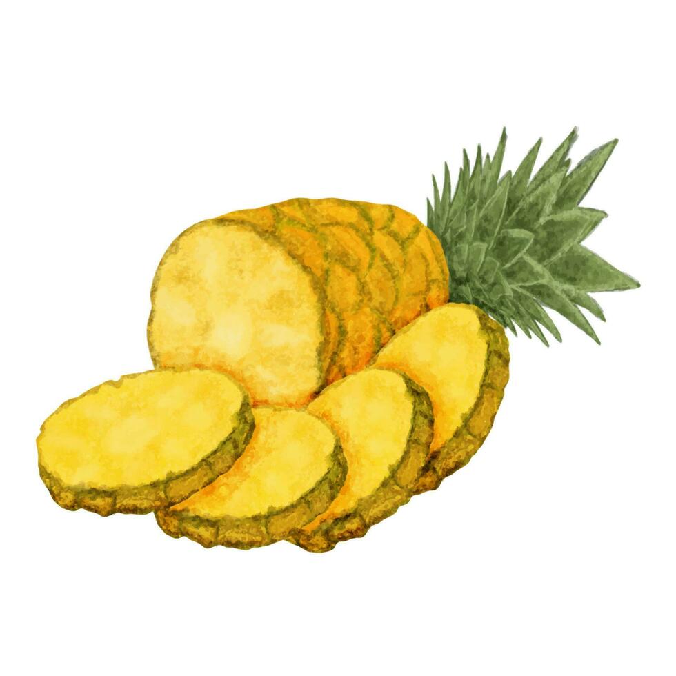 acquerello illustrazione di ananas fette e ananas su un' bianca sfondo. vettore