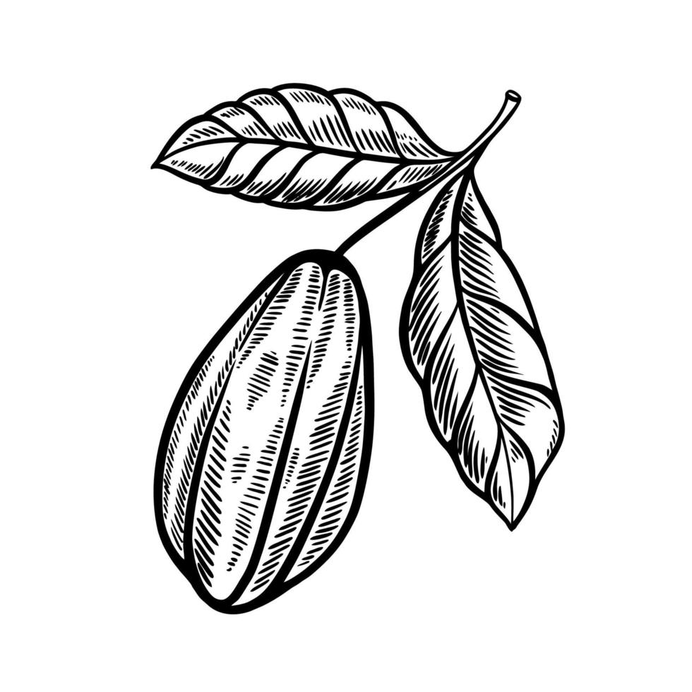 illustrazione disegnata a mano di frutta di cacao vettore