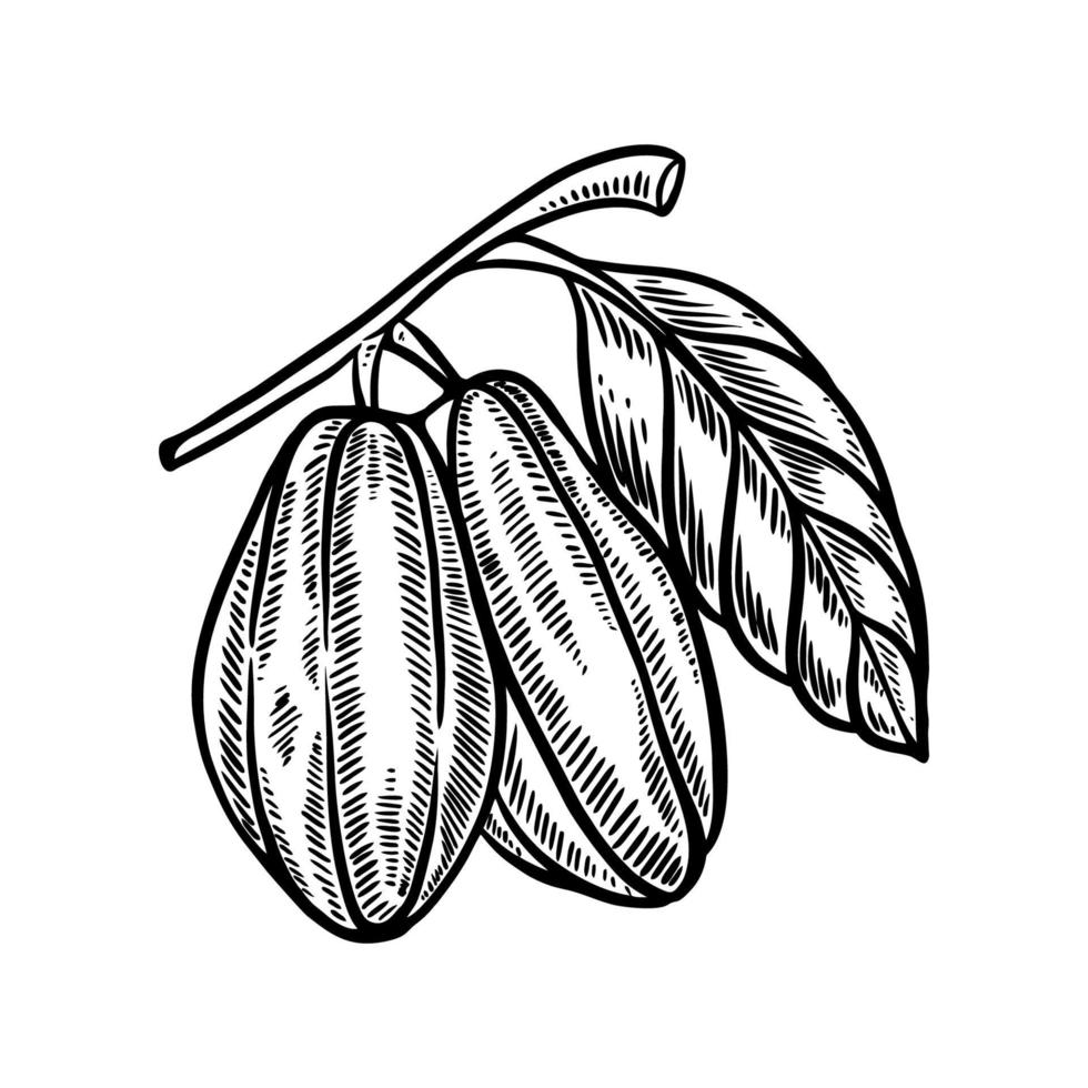 illustrazione disegnata a mano di frutta di cacao vettore