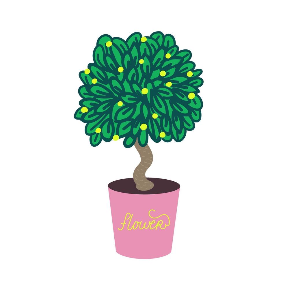 pianta domestica in un vaso di rose pianta decorativa domestica. bonsai, un albero nano. fiore interno tropicale. illustrazione vettoriale piatta. illustrazione vettoriale