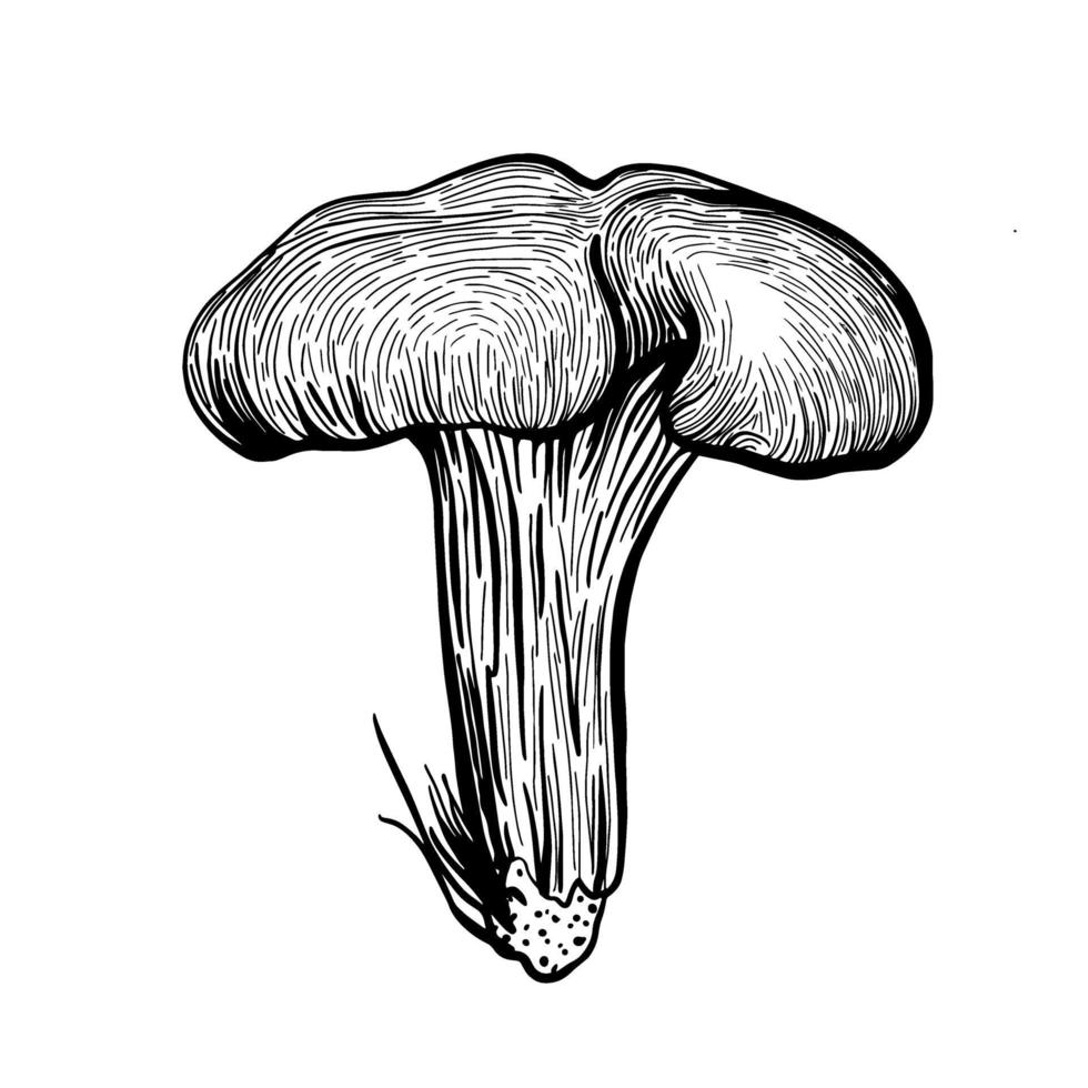 finferli ai funghi. finferli di funghi autunnali di bosco. illustrazione di riserva di vettore disegnato a mano