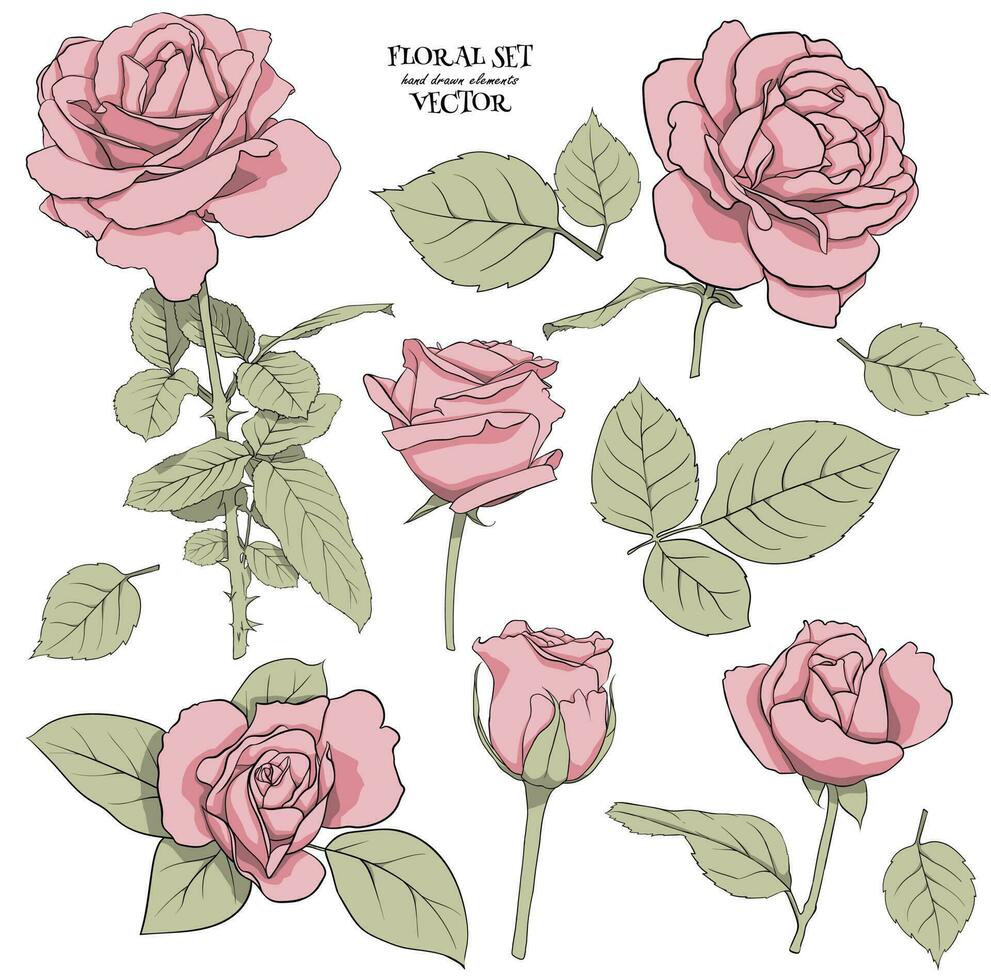floreale impostato di delicato Rose con le foglie. impostato per disegno su fiore composizioni per decorazione, design di carte, tessile, carta, stampe, tessuto, eccetera. vettore grafica.