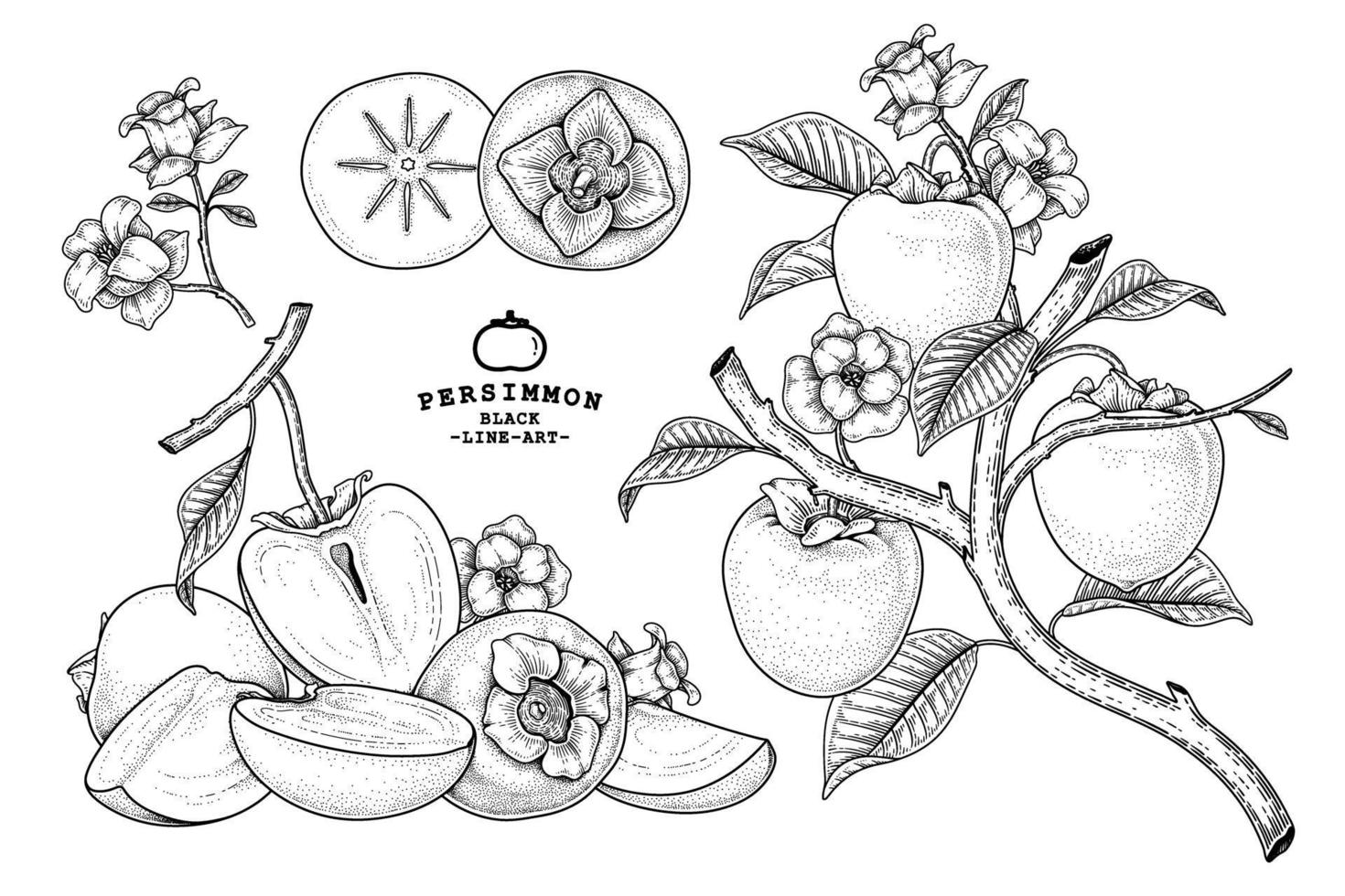 insieme dell'illustrazione botanica degli elementi disegnati a mano della frutta del cachi di hachiya vettore