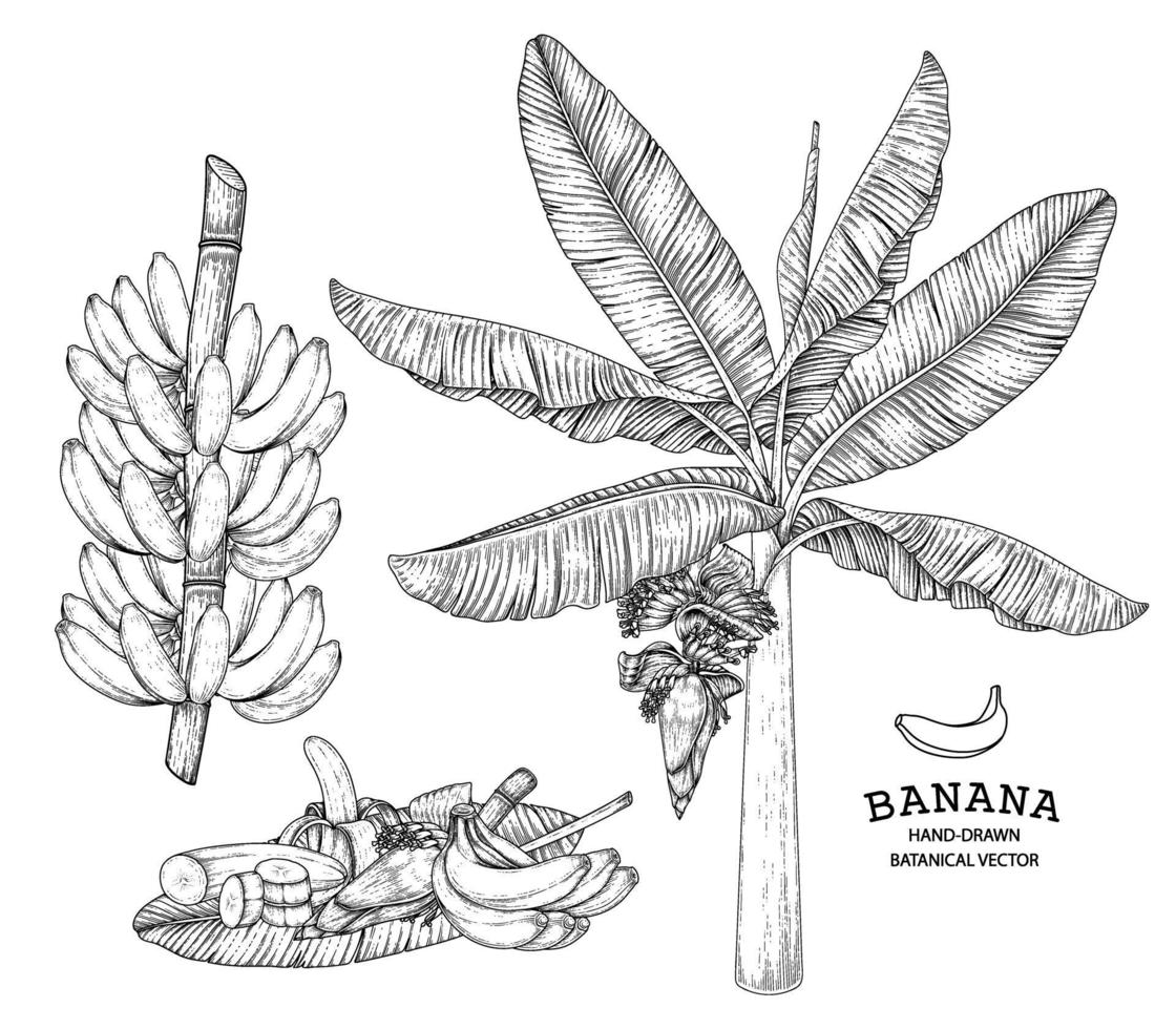 illustrazione disegnata a mano del fiore e della frutta dell'albero di banana retro vettore