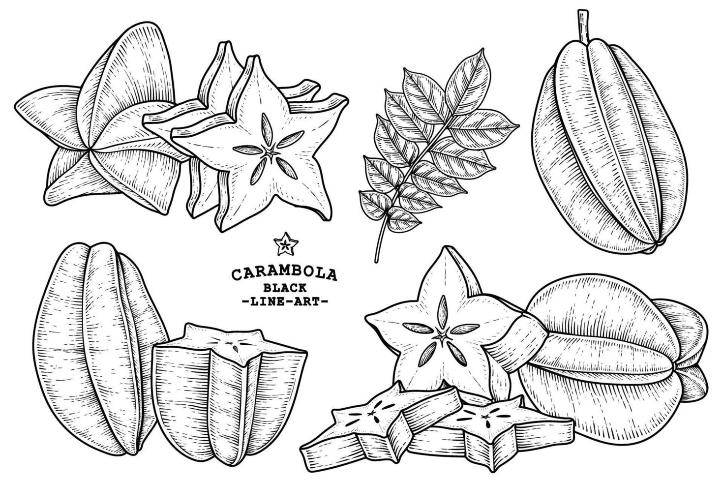 insieme dell'illustrazione botanica degli elementi disegnati a mano della frutta della stella o della carambola vettore