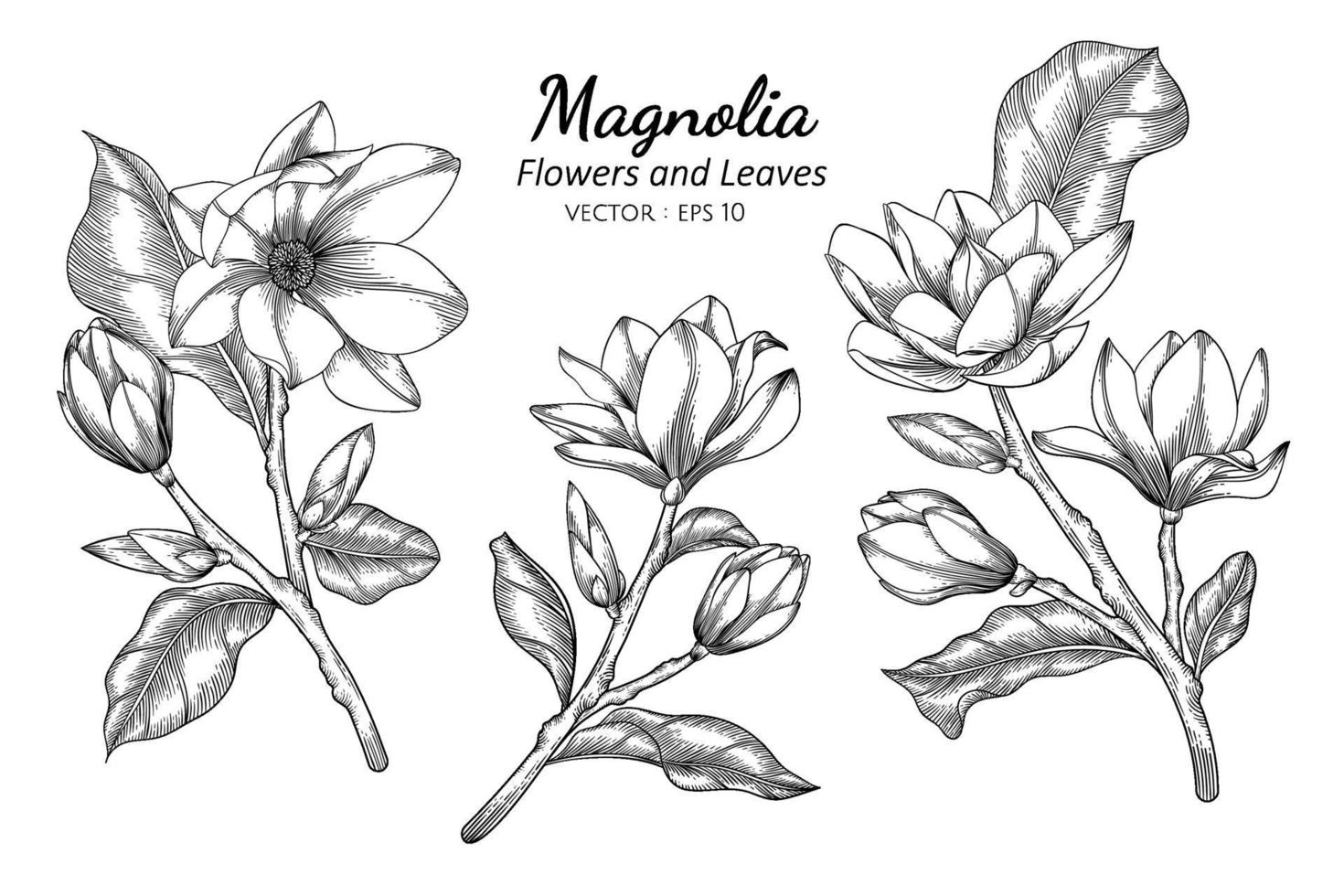 illustrazione di disegno di fiori e foglie di magnolia con disegni al tratto su sfondi bianchi. vettore