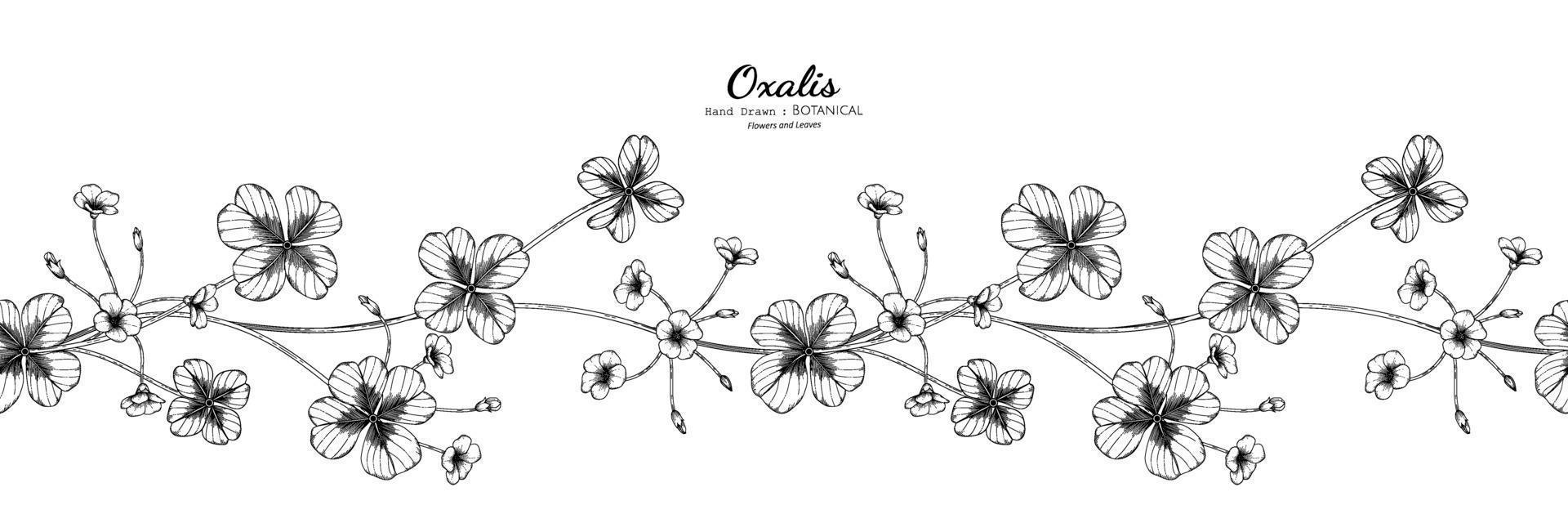 illustrazione botanica disegnata a mano del fiore e della foglia di oxalis del modello senza cuciture con la linea arte. vettore