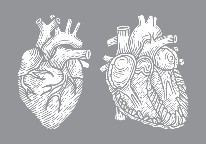 Illustrazione vettoriale di cuore umano