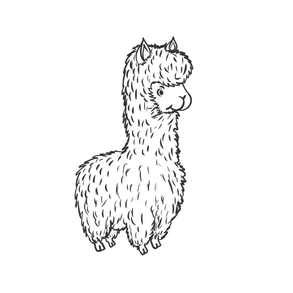 carino bambino lama alpaca in piedi disegnato a mano vettore illustrazione isolato su bianca