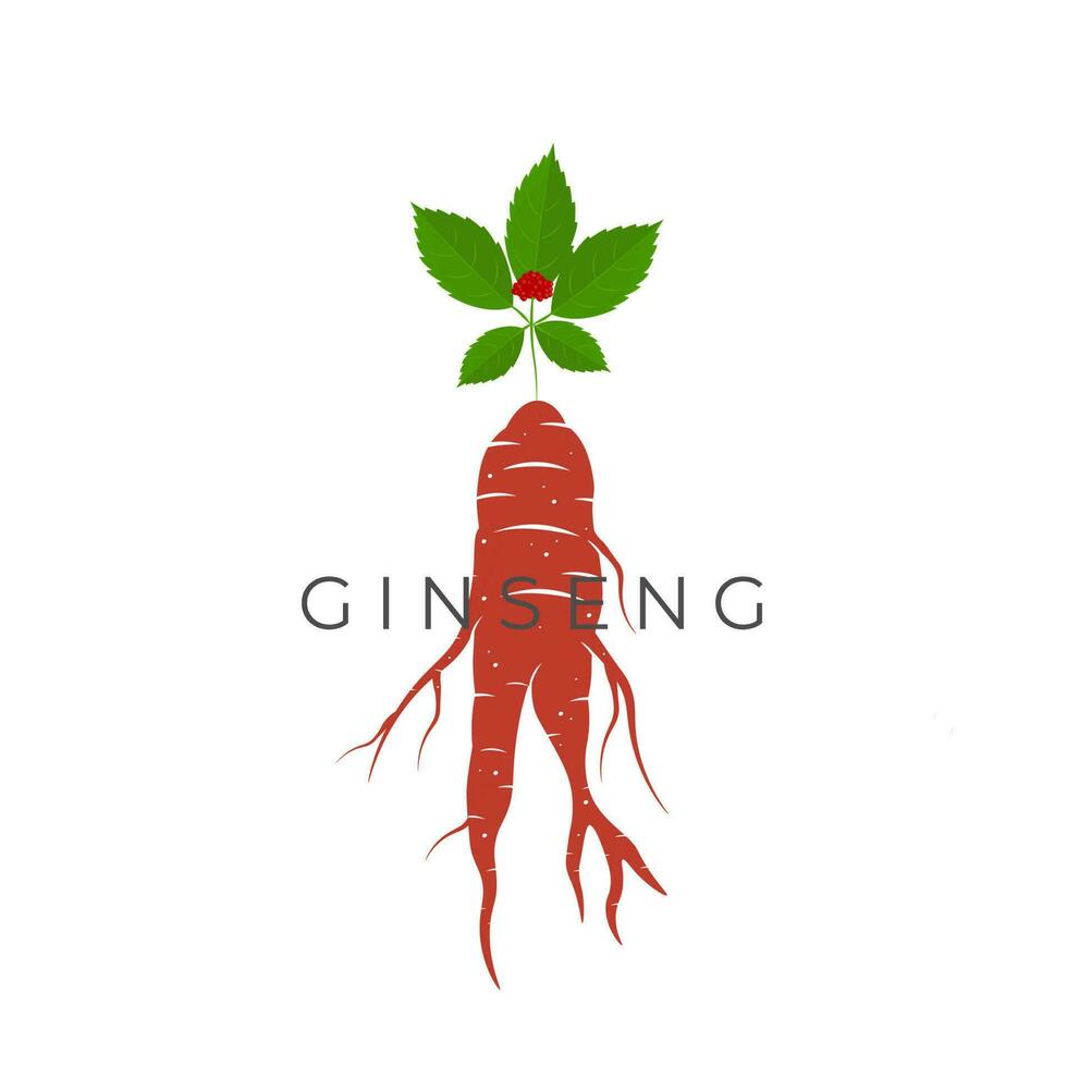 rosso ginseng radice vettore illustrazione logo